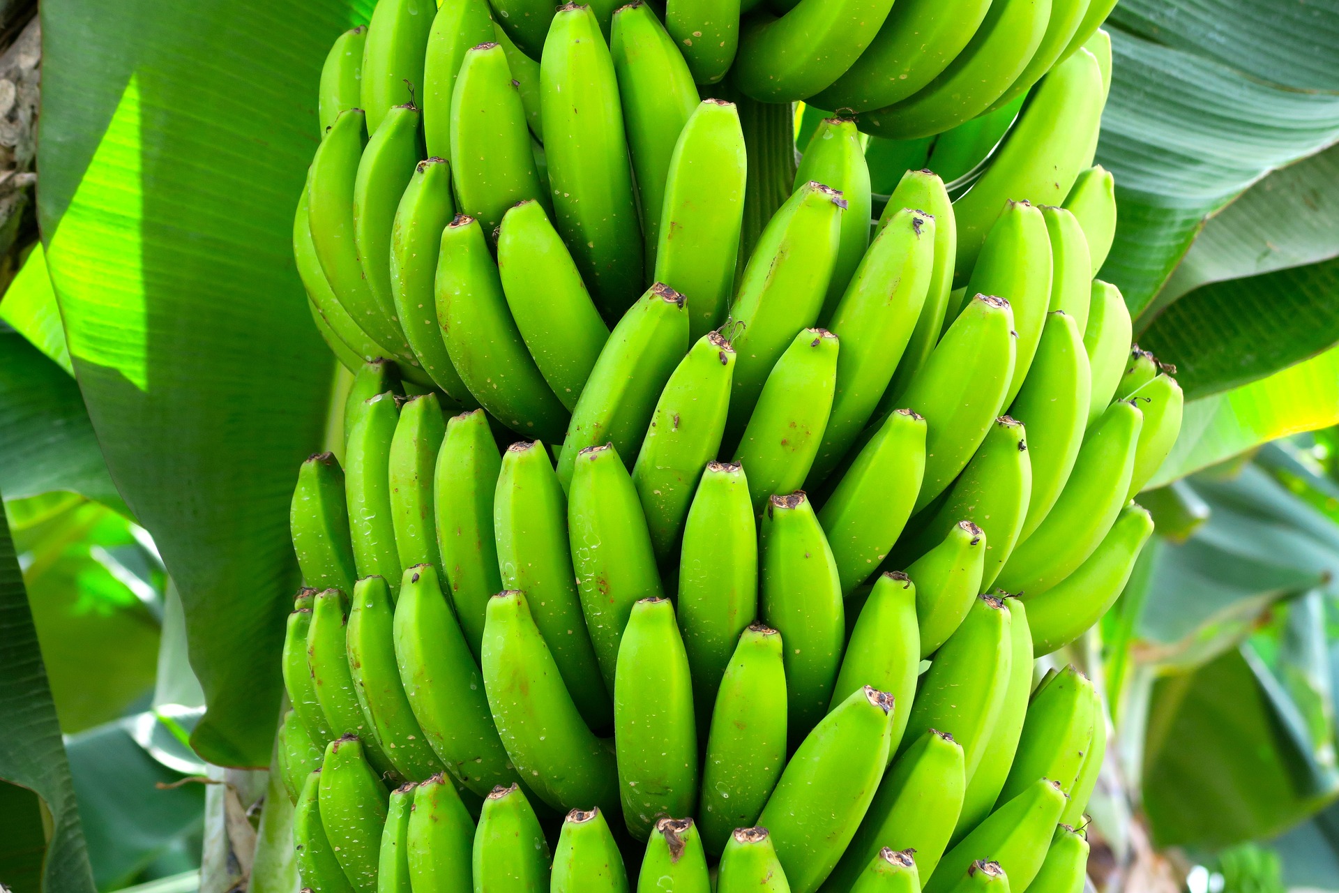 Plátanos de La Palma